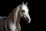Fototapeta Konie - Isolated black background with white Andalusian horse