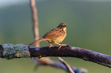 A song sparrow perched on a boardwalk rail at Arcadia, Michigan.