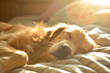 Dog Sunbathing with Golden Sunlight