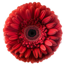 Close-up Of A Red Gerbera Flower Isolated On A Transparent Background, Ideal For Valentine's Day Designs.