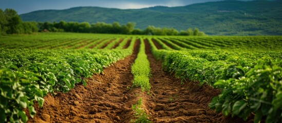 Wall Mural - Path in potato field. Agricultural cultivation. Farming industry.