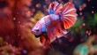 A stunning pink Betta fish displays a vibrant and colorful tail against a natural background