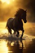 horse running deep sunset body gold black zoom charismatic high speed old world highly towards professional perfect animal conquest