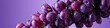 a fresh grape with a dewy surface on the air in a purple background for a banner, wine label, copy space