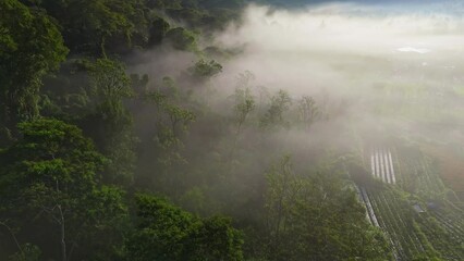 Fototapete - Morning foggy rain forest. Flying over green trees in morning haze at sunrise. Misty morning in tropical forest