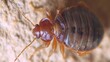 A closeup photograph of a bed bug is seen on a piece of wood.