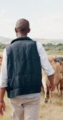 Wall Mural - Farming, cattle and black man with field, walking with sustainability and agriculture in African countryside. Nature, animals and cow farmer with small business in food or dairy production from back
