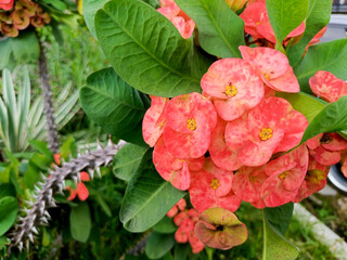 Sticker - Beautiful red and yellow flowers Euphorbia milii or the crown of thorns blooming in the garden