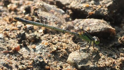 Wall Mural - Damselfly