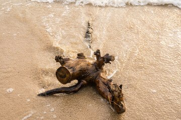 Wall Mural - Driftwood on the beach and the waves.