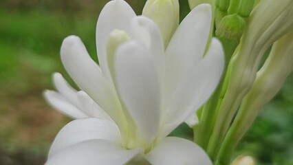 Poster - Agave amica,  Polianthes tuberosa or tuberose close up.