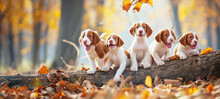 Cute Funny Dog Group, Spaniel Puppies Standing Together, Leaning Against A Fallen Tree Trunk, Happily Field Autumn Leaves Background