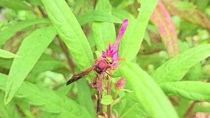 Wall Mural - Wasp pollinating flowers as he collects nectar.