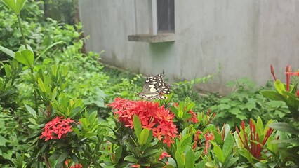 Wall Mural - Beauty In Nature, Butterfly on flower