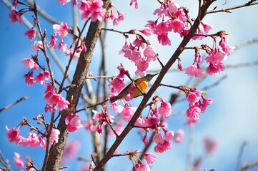 Bird on the tree blossom 2