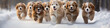 long narrow panoramic view group of cheerful dogs runs in dynamic poses through the winter fluffy snow on a frosty sunny day, fluffy pets.