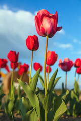 Canvas Print - Campo di Tulipani rossi 