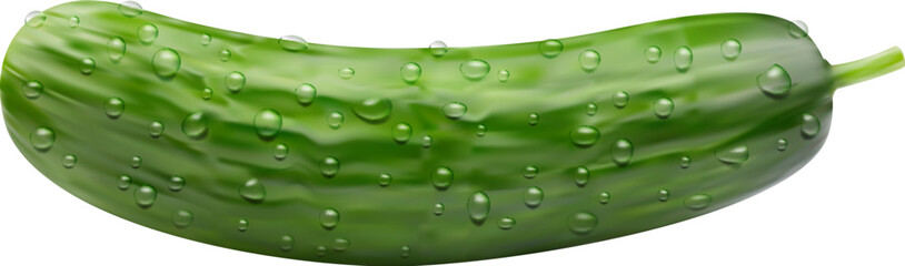 Wall Mural - Realistic raw cucumber vegetable whole veggie with water drops. Isolated 3d vector crisp and refreshing veg, bursts with hydration. Its green skin encases a crunchy texture and mild flavor