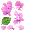 Fototapeta Tulipany - Pink Hydrangea flower isolated on white background. Top view with copy space for your text. Flat lay
