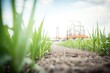 © studioworkstock - field of sugarcane with a focus on potential bioethanol