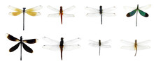 Showing Of Eyes Dragonfly And Wings Detail. Beautiful Dragonfly PNG Collection