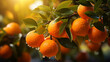 Ripe oranges, tangerines growing on a citrus branch with green leaves in an orchard. Sunny day. Bokeh effect. AI generative