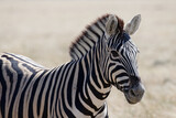 Fototapeta Konie - A zebra stands proudly, side on to the camera with its ears forward.