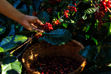 Wall Mural - farmer hand is collecting coffee beans in the forest, organic coffee in the big forest, concept