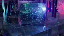 Tiny Jellyfish Float Around In Colourful Aquarium Laboratory Tank