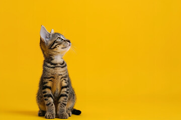 Wall Mural - A cute cat on yellow background, birthday card