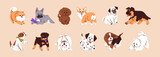 Fototapeta Pokój dzieciecy - Cute puppies of different breeds set. Various adorable purebred pups. Funny small dogs, happy animals. Corgi, french, bulldog, labrador, shepherd, pomeranian spitz. Flat isolated vector illustrations