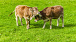 Zwei junge Kühe auf der Weide