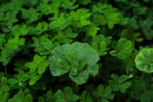Close Up Of Clover Leaves.
