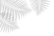 palm tree leaves shadow isolated on white background. Shadow of tropical palm leaf. silhouette plant on PNG