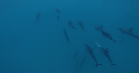 Wall Mural - Dolphins swimming underwater in blue ocean. Dolphins family in wild nature