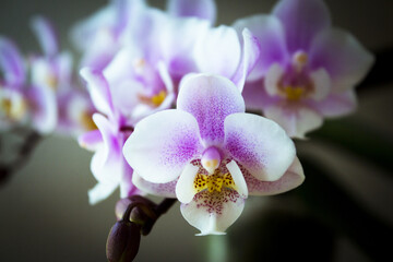 Poster - White and purple toy orchid flowers