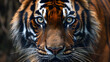 A close-up of a tiger's piercing eyes, reflecting its power and intensity as a top predator