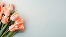 Light Coral Peach Color Tulips Flowers Bouquet Spring Floral Banner Space For Text Copyspace