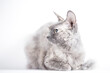 portrait of a silver cat of the Sphynx Brush breed on a white background