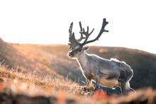 A Shot Of A Massive Svalbard Reindeer Posing Right In Front Of The Lens And Showing Its Strength, A Sunny And Warm Day In The Middle Of The Wilderness, The Svalbard Reindeer (Rangifer Tarandus)