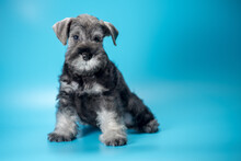 Miniature Schnauzer Puppy Sits On A Light Blue Background