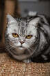 © manuta - Cute gray silver tabby british shorthair cat with big yellow eyes lays on carpet on floor