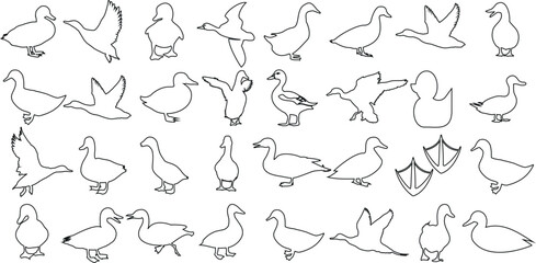 Wall Mural - duck line art, minimalist ducks design, various poses of duck. perfect for logo, branding, illustrat