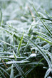 Closeup on the first frozen on green grass