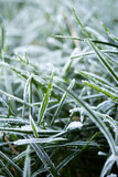 Fototapeta Boho - Closeup on the first frozen on green grass