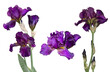 set. Iris is a beautiful flower. Isolated iris on transparent background. Iris of Purple Color . Large flowers and buds on the stem