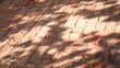Sombras de árboles en suelo rústico
