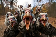 Close-up Photo On The Open Beaks Of Rabid Turkeys. Turkey As The Main Dish Of Thanksgiving For The Harvest.