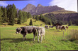 Alpenlandschaft mit Kühen auf Weide, Panorama, Südtirol, Italien, Europa