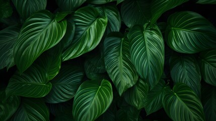 Closeup green leaves of tropical plant in garden. Dense dark green leaf with beauty pattern texture background. Green leaves for spa background. Green wallpaper. Top view ornamental plant in garden.
